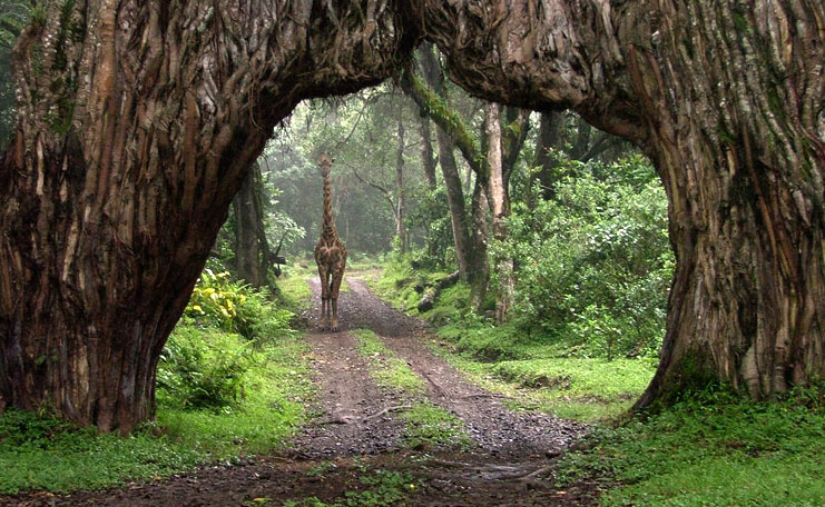 Forest to Elephant Country – 2-Day Arusha National Park & Tarangire Safari