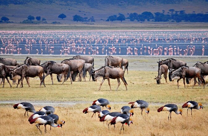 Feathers & Savanna – 5-Day Tanzania Birdwatching Safari