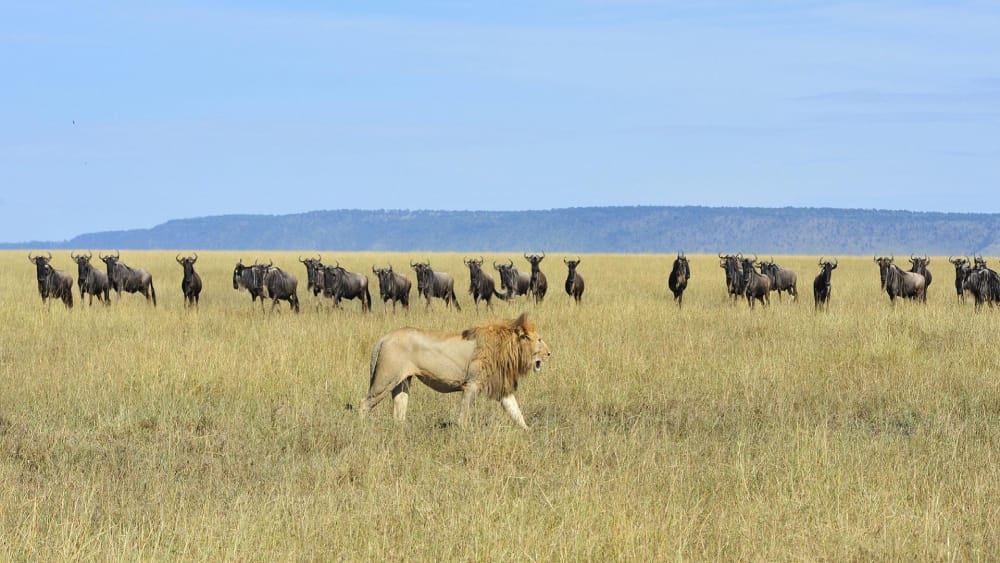 Tarangire & Ngorongoro Safari
