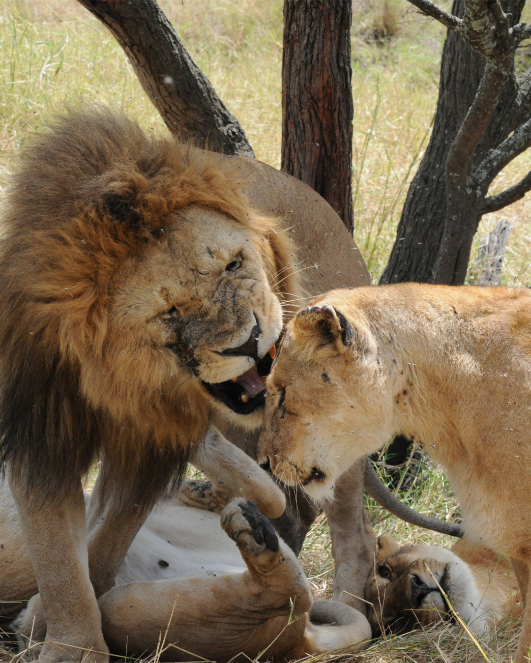 4 Days Joining Camping Safari