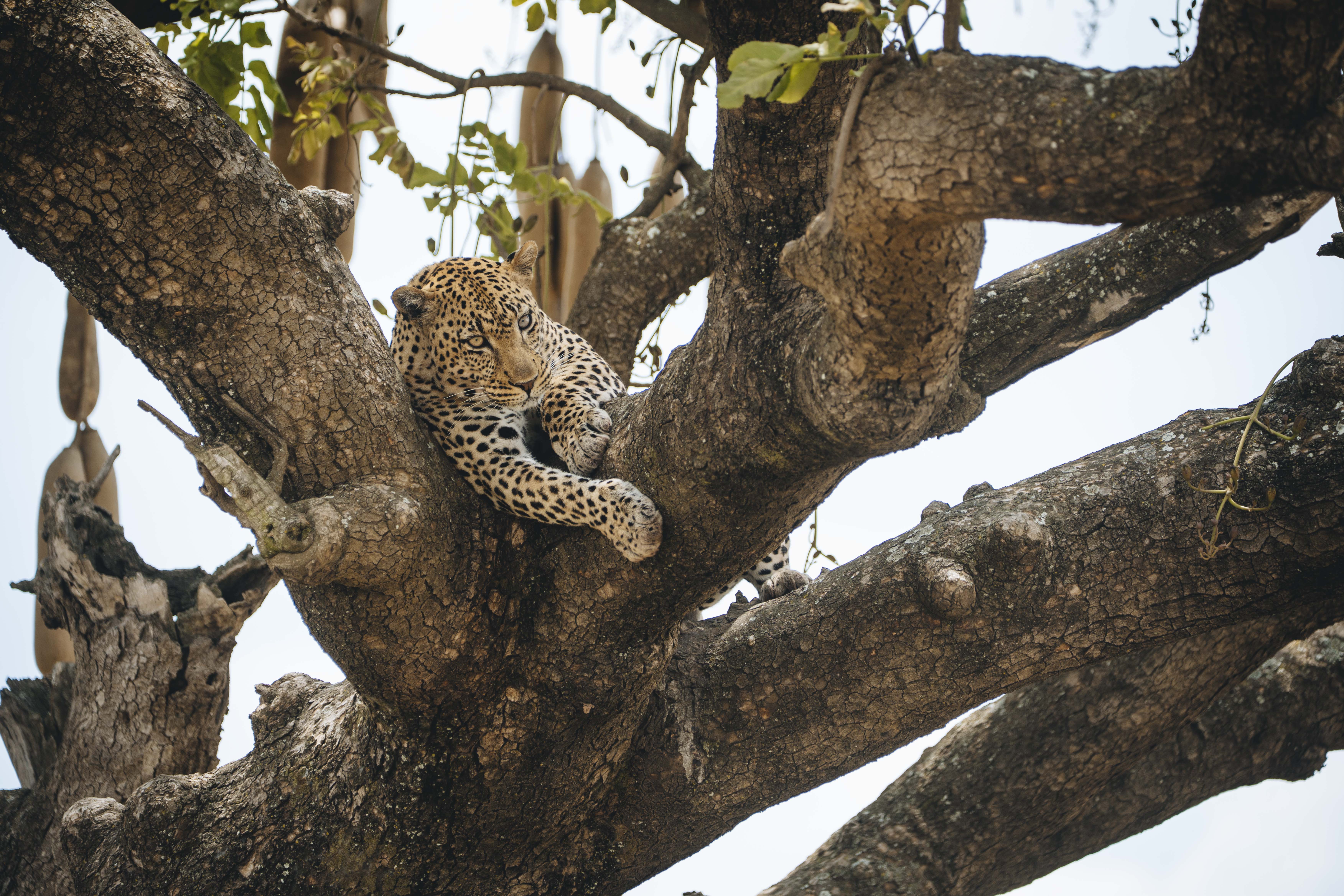 Tanzania safari wildlife