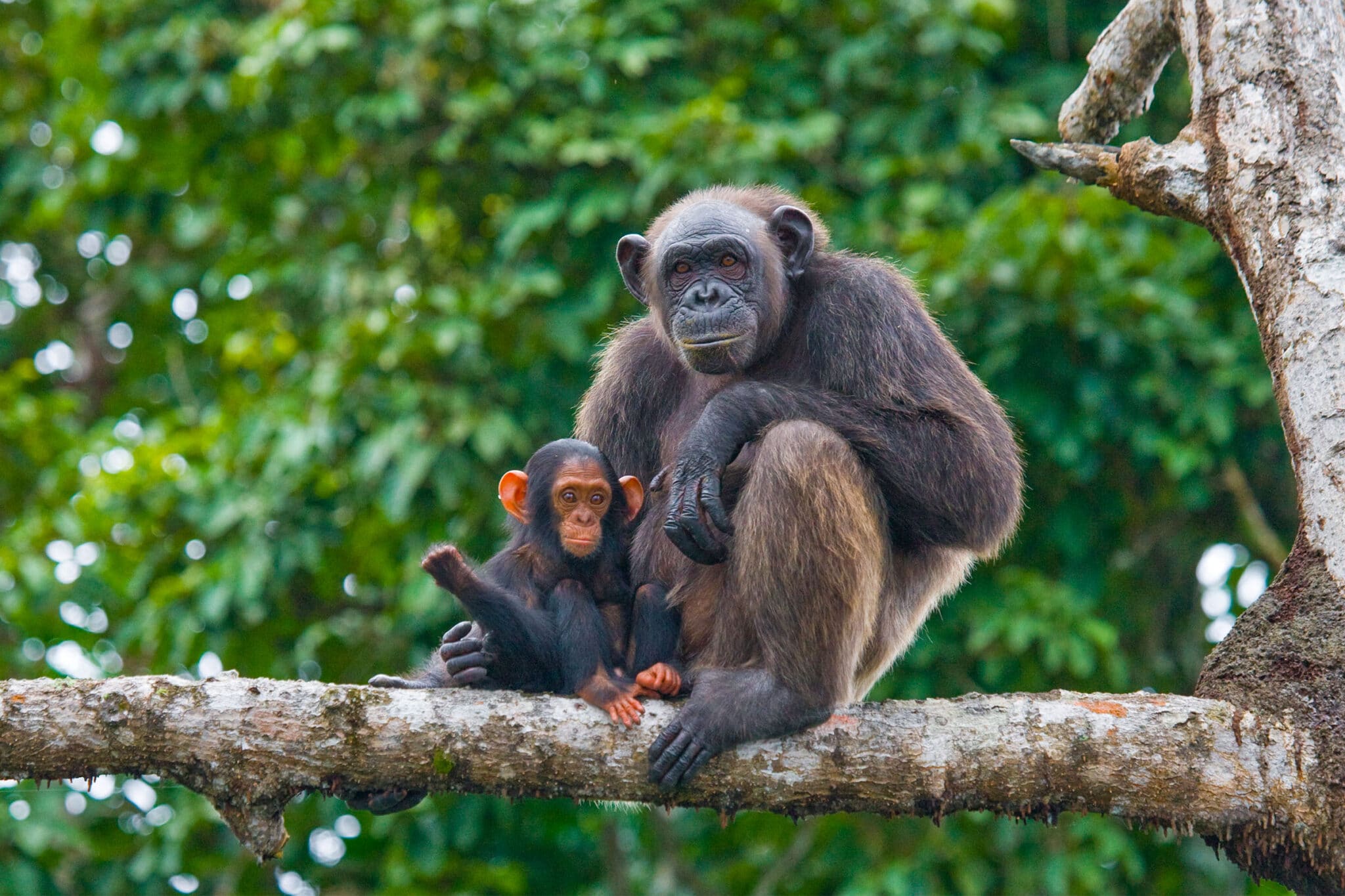 Mahale National Park