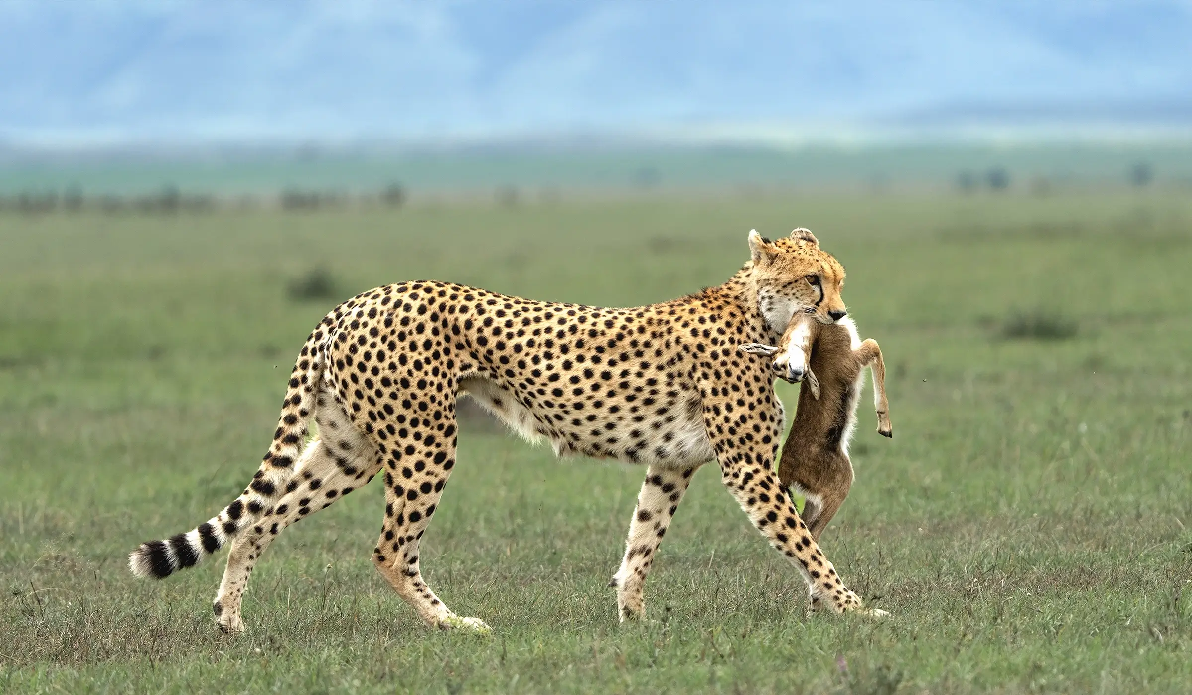 serengeti-national-park