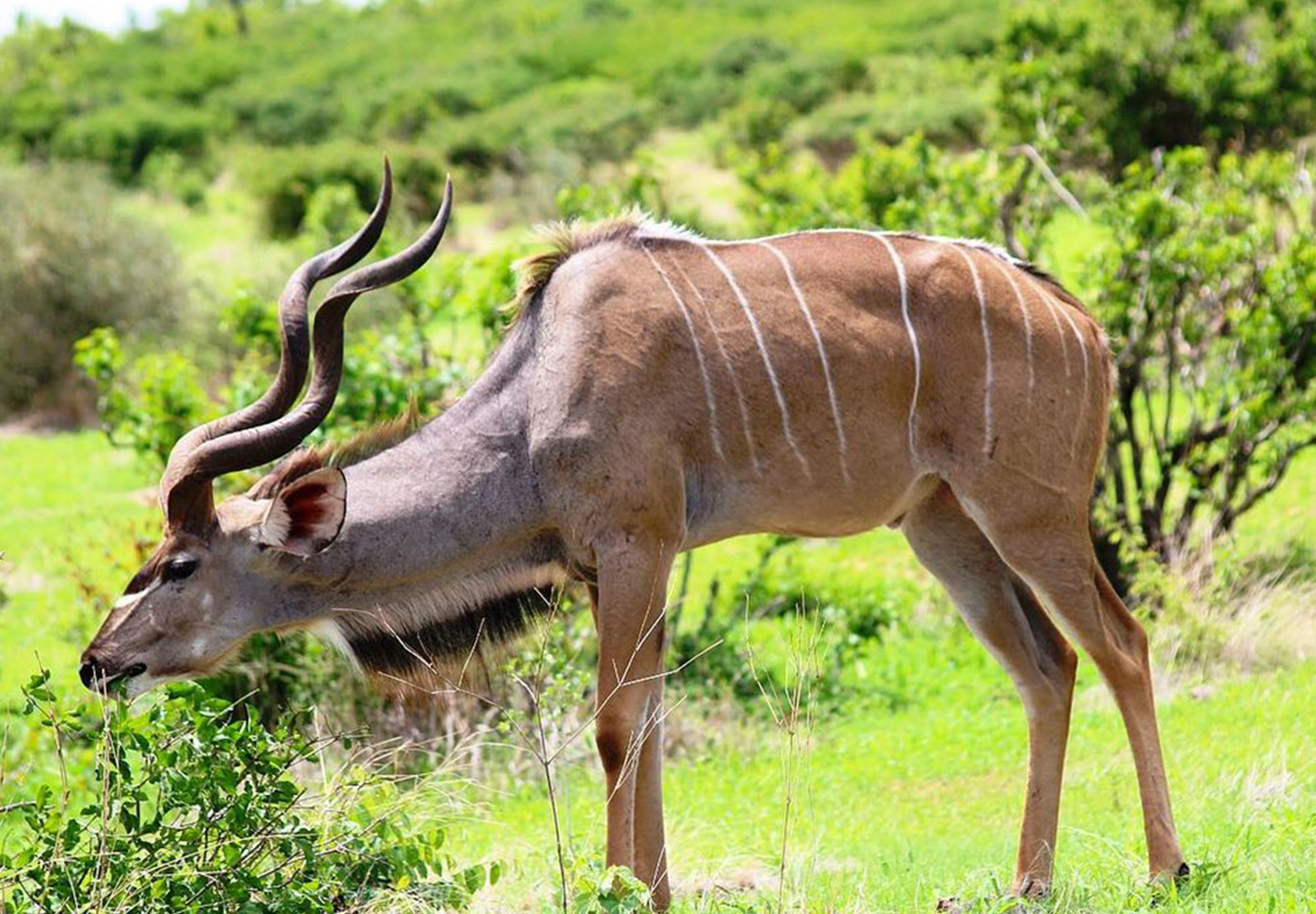 Kitulo